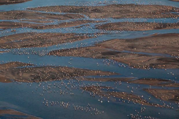 Sandhill cranes